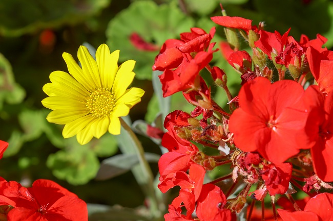 The flowers at IRT William Beach Gardens