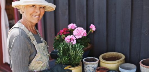 Active senior woman potting some plants in terracotta pots on a counter in backyard. Senior female gardener planting flowers in pots